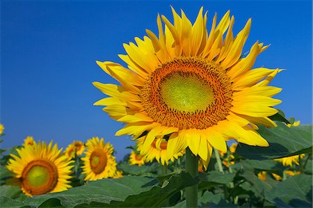simsearch:622-07108698,k - Sunflower field and sky Foto de stock - Sin royalties Premium, Código: 622-07108459