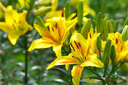 Lily flowers Photographie de stock - Premium Libres de Droits, Code: 622-07108451