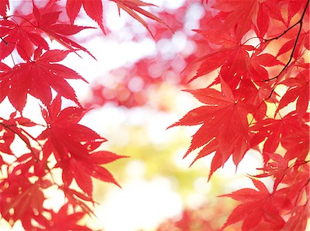 simsearch:622-08949323,k - Red maple leaves Stockbilder - Premium RF Lizenzfrei, Bildnummer: 622-07108486