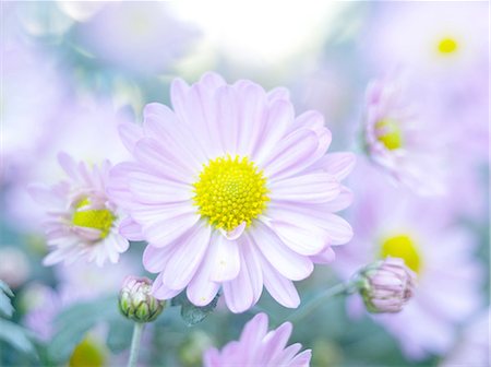 Chrysanth flowers Photographie de stock - Premium Libres de Droits, Code: 622-07108489