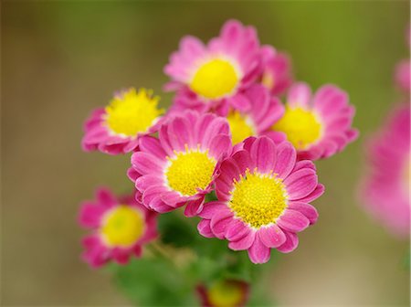 simsearch:622-06549022,k - Chrysanth flowers Stock Photo - Premium Royalty-Free, Code: 622-07108481