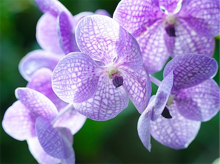 Vanda flowers Stock Photo - Premium Royalty-Free, Code: 622-07108495