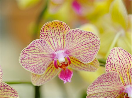 elegant pattern - Orchid flowers Stock Photo - Premium Royalty-Free, Code: 622-07108490