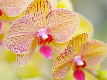 elegant pattern - Orchid flowers Stock Photo - Premium Royalty-Free, Code: 622-07108491