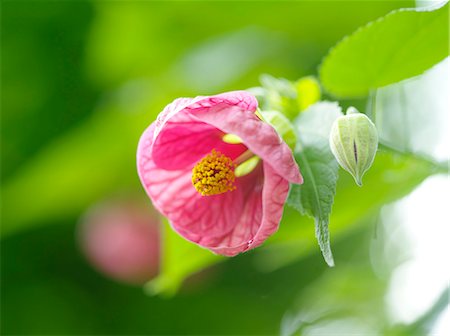 december - Chinese bell flower Photographie de stock - Premium Libres de Droits, Code: 622-07108510