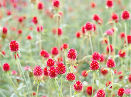 Globe amaranth Photographie de stock - Premium Libres de Droits, Code: 622-07108528