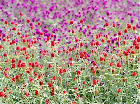 simsearch:622-06549022,k - Globe amaranth Stock Photo - Premium Royalty-Free, Code: 622-07108529