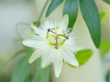 passiflora - Passion flower Photographie de stock - Premium Libres de Droits, Code: 622-07108521