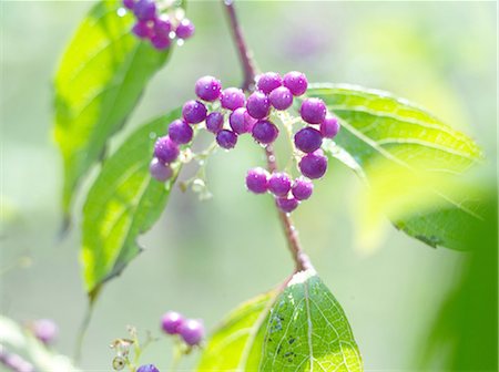 purple sensation - Japanese beautyberry Stock Photo - Premium Royalty-Free, Code: 622-07108522