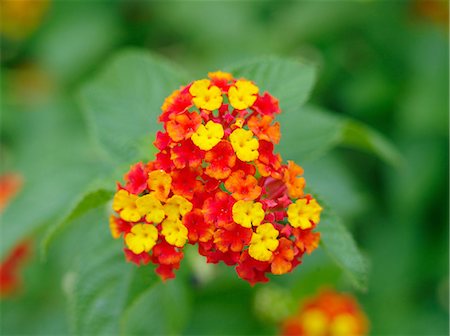 simsearch:622-07108539,k - Lantana Foto de stock - Royalty Free Premium, Número: 622-07108536