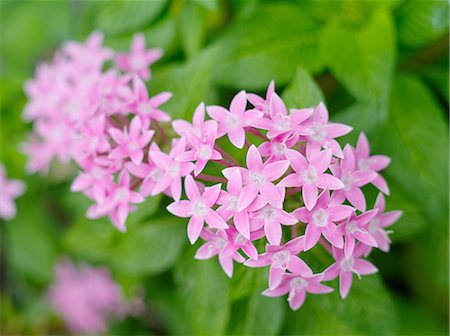 rubiaceae - Egyptian star cluster Stockbilder - Premium RF Lizenzfrei, Bildnummer: 622-07108533