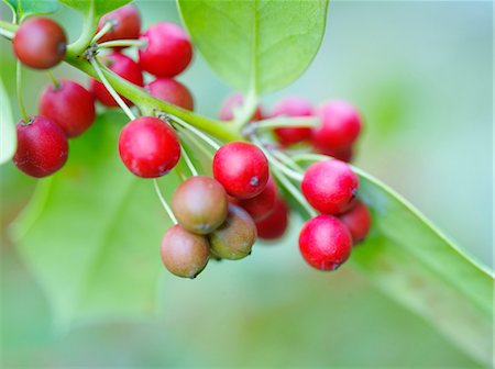 simsearch:622-07108536,k - American holly Stock Photo - Premium Royalty-Free, Code: 622-07108546