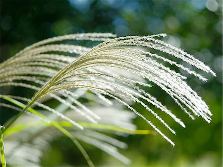simsearch:622-06549022,k - Japanese silver grass Stock Photo - Premium Royalty-Free, Code: 622-07108540