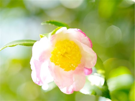 simsearch:622-06549466,k - Camellia Sasanqua Stockbilder - Premium RF Lizenzfrei, Bildnummer: 622-07108543