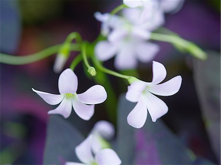 Wood sorrel Photographie de stock - Premium Libres de Droits, Code: 622-07108556