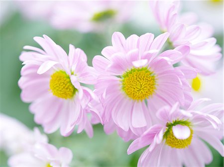 pâle - Chrysanth flowers Photographie de stock - Premium Libres de Droits, Code: 622-07108563
