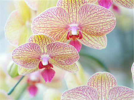 simsearch:622-07108539,k - Orchid flowers Foto de stock - Royalty Free Premium, Número: 622-07108576