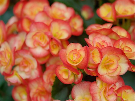 simsearch:622-07108536,k - Begonia flowers Stock Photo - Premium Royalty-Free, Code: 622-07108573