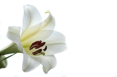 flowers on white background - Lily flower Stock Photo - Premium Royalty-Free, Code: 622-07108583