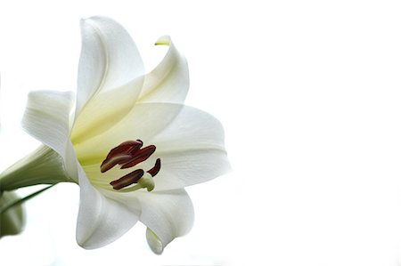 Lily flower Photographie de stock - Premium Libres de Droits, Code: 622-07108583