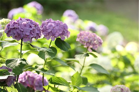 pink purple flowers - Hydrangea flowers Stock Photo - Premium Royalty-Free, Code: 622-07108598