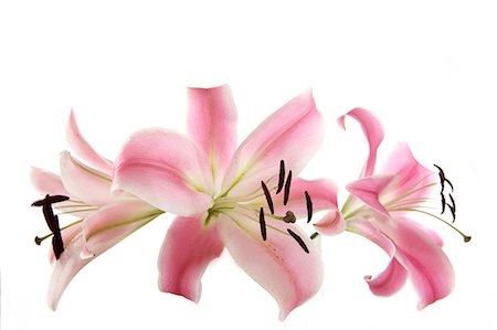 flowers isolated white background - Lily flowers Stock Photo - Premium Royalty-Free, Code: 622-07108590