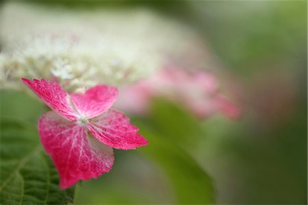 simsearch:622-07108589,k - Hydrangea Stock Photo - Premium Royalty-Free, Code: 622-07108593