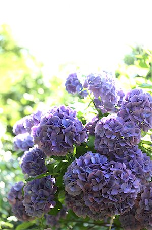 Hydrangea flowers Foto de stock - Sin royalties Premium, Código: 622-07108604