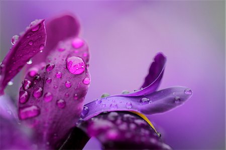 flower in dewdrop - Japanese iris Foto de stock - Sin royalties Premium, Código: 622-07108605