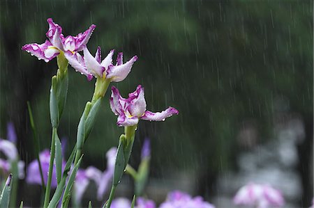 rainy season - Japanese iris Stock Photo - Premium Royalty-Free, Code: 622-07108609