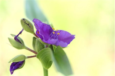 soft purple - Spiderworts Stock Photo - Premium Royalty-Free, Code: 622-07108617