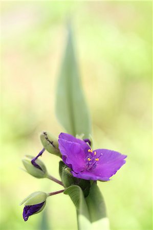 spiderwort - Spiderworts Photographie de stock - Premium Libres de Droits, Code: 622-07108618