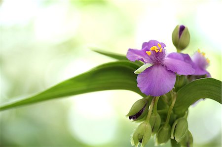 spiderwort - Spiderworts Photographie de stock - Premium Libres de Droits, Code: 622-07108619