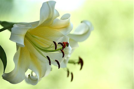 pollen - Lily flower Photographie de stock - Premium Libres de Droits, Code: 622-07108611