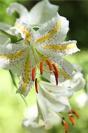 Lily flowers Photographie de stock - Premium Libres de Droits, Code: 622-07108613