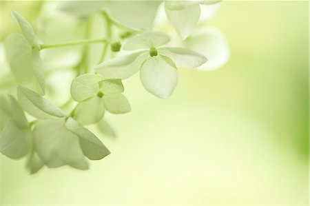 Hydrangea flowers Stock Photo - Premium Royalty-Free, Code: 622-07108622