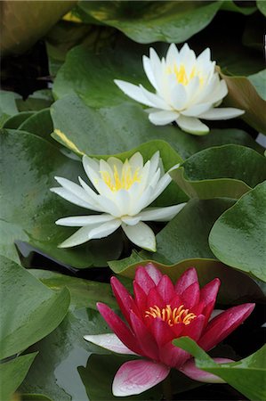 Water lily Photographie de stock - Premium Libres de Droits, Code: 622-07108645