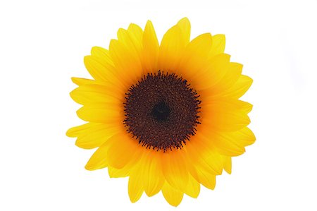 Sunflower Stock Photo - Premium Royalty-Free, Code: 622-07108646