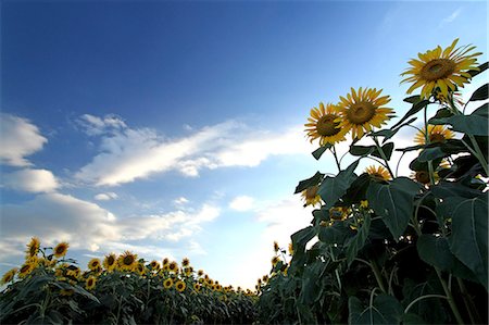 simsearch:622-07108652,k - Sunflower field and sky Stock Photo - Premium Royalty-Free, Code: 622-07108648