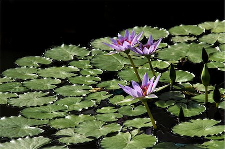 simsearch:622-07841097,k - Water lily Foto de stock - Sin royalties Premium, Código: 622-07108640