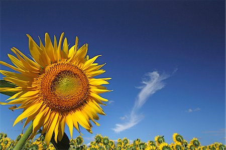 simsearch:622-07108652,k - Sunflower field and sky Stock Photo - Premium Royalty-Free, Code: 622-07108655