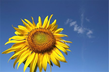 simsearch:622-07108652,k - Sunflower and sky Stock Photo - Premium Royalty-Free, Code: 622-07108657