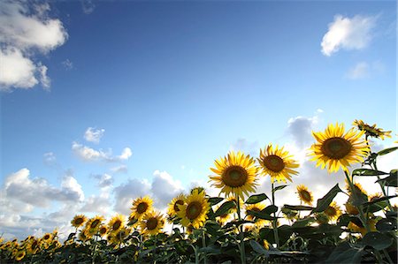 simsearch:622-07108726,k - Sunflower field and sky Foto de stock - Sin royalties Premium, Código: 622-07108659