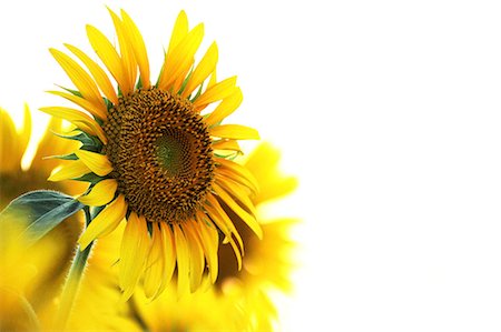 Sunflowers Stock Photo - Premium Royalty-Free, Code: 622-07108650