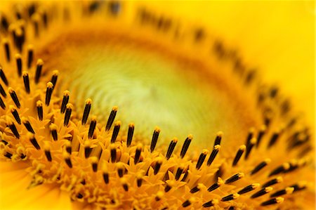 stamen - Sunflower Stock Photo - Premium Royalty-Free, Code: 622-07108652