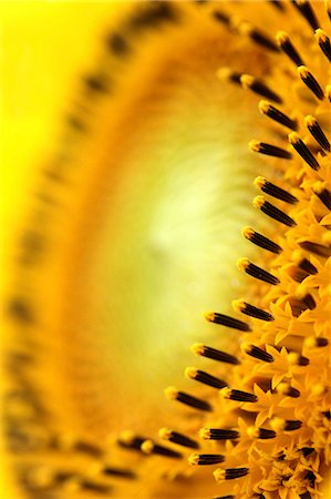 stamen - Sunflower Stock Photo - Premium Royalty-Free, Code: 622-07108653