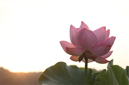 fleur de lotus - Lotus Photographie de stock - Premium Libres de Droits, Code: 622-07108664