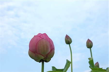 simsearch:622-07108704,k - Lotus flowers Stock Photo - Premium Royalty-Free, Code: 622-07108665