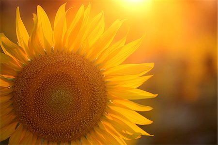 Sunflower Photographie de stock - Premium Libres de Droits, Code: 622-07108666