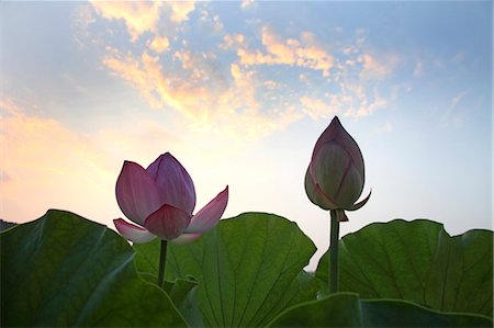 Lotus flowers Foto de stock - Sin royalties Premium, Código: 622-07108662